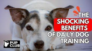 Daily Dog Training Exercises to AVOID Behavioral Problems! Dan Cheung Dog Training & Behaviour