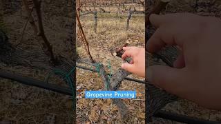 Spur Pruning on grapevines #vineyard #farming #pruning #shortsvideo #shorts #shortsfeed #pov #4u