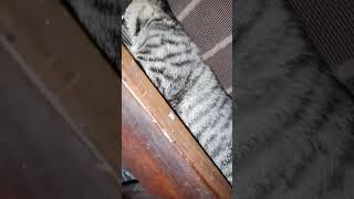 cat funny video