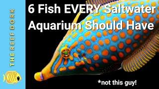 6 Easy Fish EVERY Marine Tank Should Have!