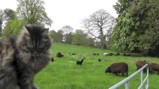 The Cat Shepherd over seeing his sheep moving fields