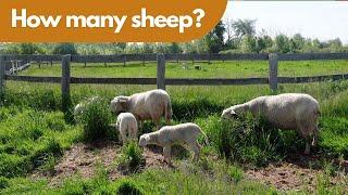 Uncovering The Secret To Dairy Sheep Grazing: How Many Sheep Per Acre?
