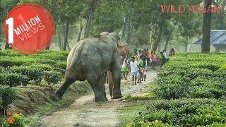 SIN IN THE TEA GARDENS OF ASSAM || NUMALIGARH ELEPHANT HERD || WILD ASSAM