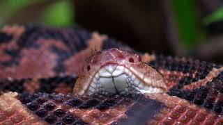 Bush master encounter in Guyana,South America