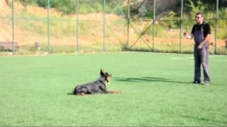 Advanced and Basic Obedience Training - Doberman Pinscher (Pars)