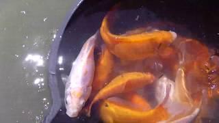 golden variety of gold fish