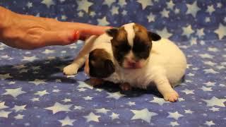 Coton de Tulear Puppies For Sale - Hannah 10-10-24