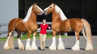 20 Most Biggest Horses In The World