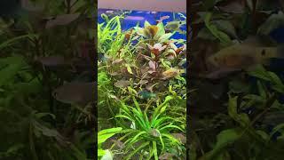 Релакс за стеклом #biobox #aquarium