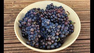 Wine Making - Gamay & Pinot Noir