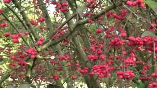 Herbst in der Bremer Schweiz