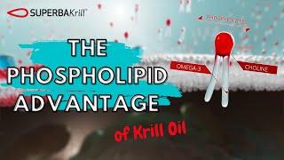 The Phospholipid Advantage Of Krill Oil