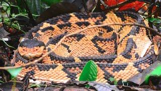 Black-Headed Bushmaster Snake Matabuey  Cascabel muda || Venomous Snake Video (Lachesis) Wild