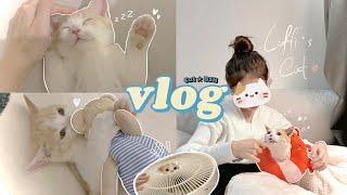 vlog | meet my first kitty  Kitten's first day home  我终于有猫啦^^成为新手铲屎官| loffi snow