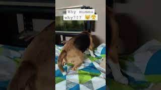 Angry Beagle Dog | Just a beagle thing  | share with pet lovers  #shorts #short #angry