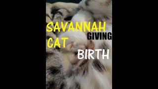 Savannah Cat giving birth to Snow and Brown Spotted Tabby kittens (educational video) 