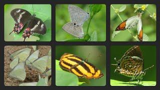 "Winged Wonders" in action| Documentary of some common butterflies of India|