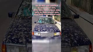 bird poop