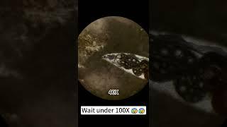 Lamb is beautiful at 400x under a microscope! #underthemicroscope #microscope #science #shorts
