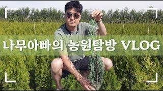 [옥천묘목특구/이원나무시장]나무아빠의 농원탐방 VLOG/Daelim nursery