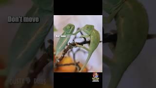  Hilarious Reptile/Amphibian Voiceover Compilation #dustydubs #voiceover #shorts