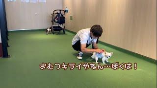 【室内ドッグラン】はじめてのマナーウェア、めっちゃ嫌がるチワワうにちゃん