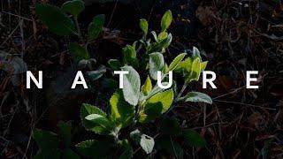 Nature - Cinematic Video | Smartphone Filmmaking