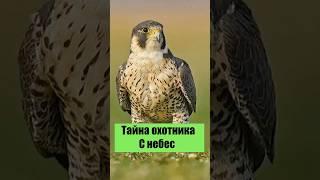 #Сапсан #ХищникНеба #ХищныеПтицы #Природа #Факты #ЯЗнаюВсё #ДикаяПрирода #Скорость #ПтицыМира