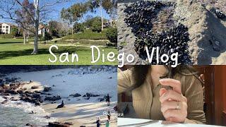 San Diego VLOG | 미국 직장인 브이로그 | 샌디에고 브이로그 미국 외노자의 주말 라호야 코브 물개 조개 따는척 하고 노는 일상