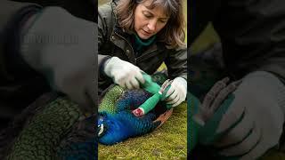 Peacock Gets A Second Chance At Life! #rescue #animals #wildlife