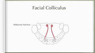 Neuroanatomy with Chimmalgi