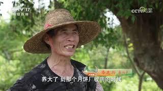 《共富经》 20240917 花样月饼聚财富|农业致富经 Agriculture And Farming