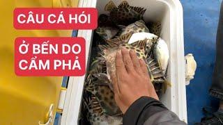 CÂU CÁ HÓI BẰNG MỒI HÀU MUỐI Ở BẾN DO-CẨM PHẢ•Series ĐI TÌM CON CÁ KỂ•LANG CHAI FOOD