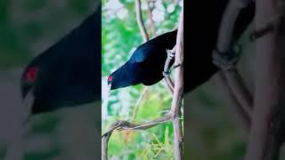 #Asian koel bird Sound