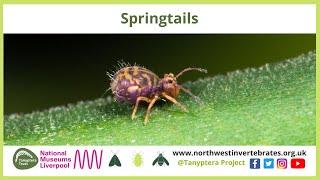 Springtails