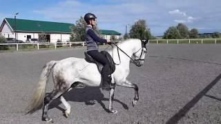 Lusitano horse for SALE in Saint-Petersburg, Russia