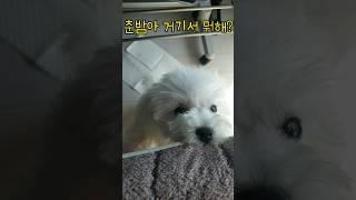 화가 많이난 비숑 춘밤이 (Bichon is very angry)