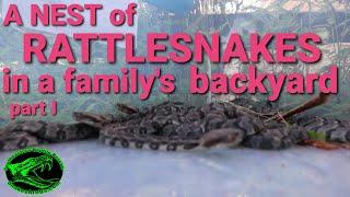 A nest of Rattlesnakes in a family's backyard. (Part 1)