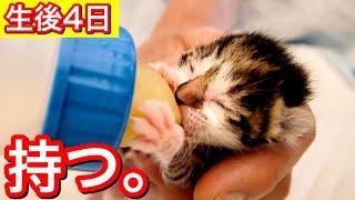 ミルクを飲むと止まらない生後４日の赤ちゃん子猫。【保護猫】