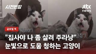 꼬마 집사 폭풍 애정 표현에도 '할짝'…순하디 순한 '개냥이' / JTBC 사건반장