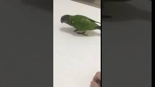 amazing！ A somersault Parrot