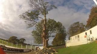 Sycamore Dismantle.