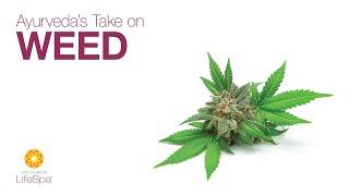 Ayurveda's Take on Weed | John Douillard's LifeSpa