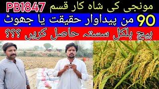 PB1847  peddy variety  || pb1847 monji ka sasta seed hasal krny k kia rabta krin