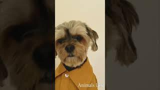 |Cute dog wearing a shirt|| #shorts