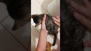 Removing lice of Stray Cat 