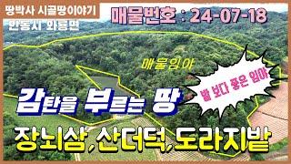 (24. 07. 18) 접근성 좋은 곳에 장뇌삼,더덕,도라지,곰취,머위나물등이 식재된 완만한 임야.