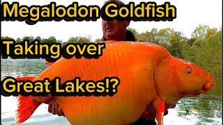 Megalodon Eats Whale!? Megalodon Goldfish is what they’re calling them! #storytime #story #storytell