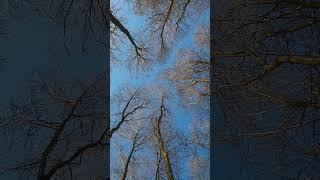 Rhythm of trees - Ağaçların ritmi #shorts #forest #tree #solocamping