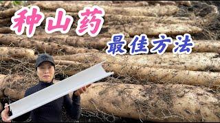 How to grow yam in a roof gutter. 山药种植最佳方法-雨槽种植。 #家庭有机种植  (点击 CC 查看中文字幕）